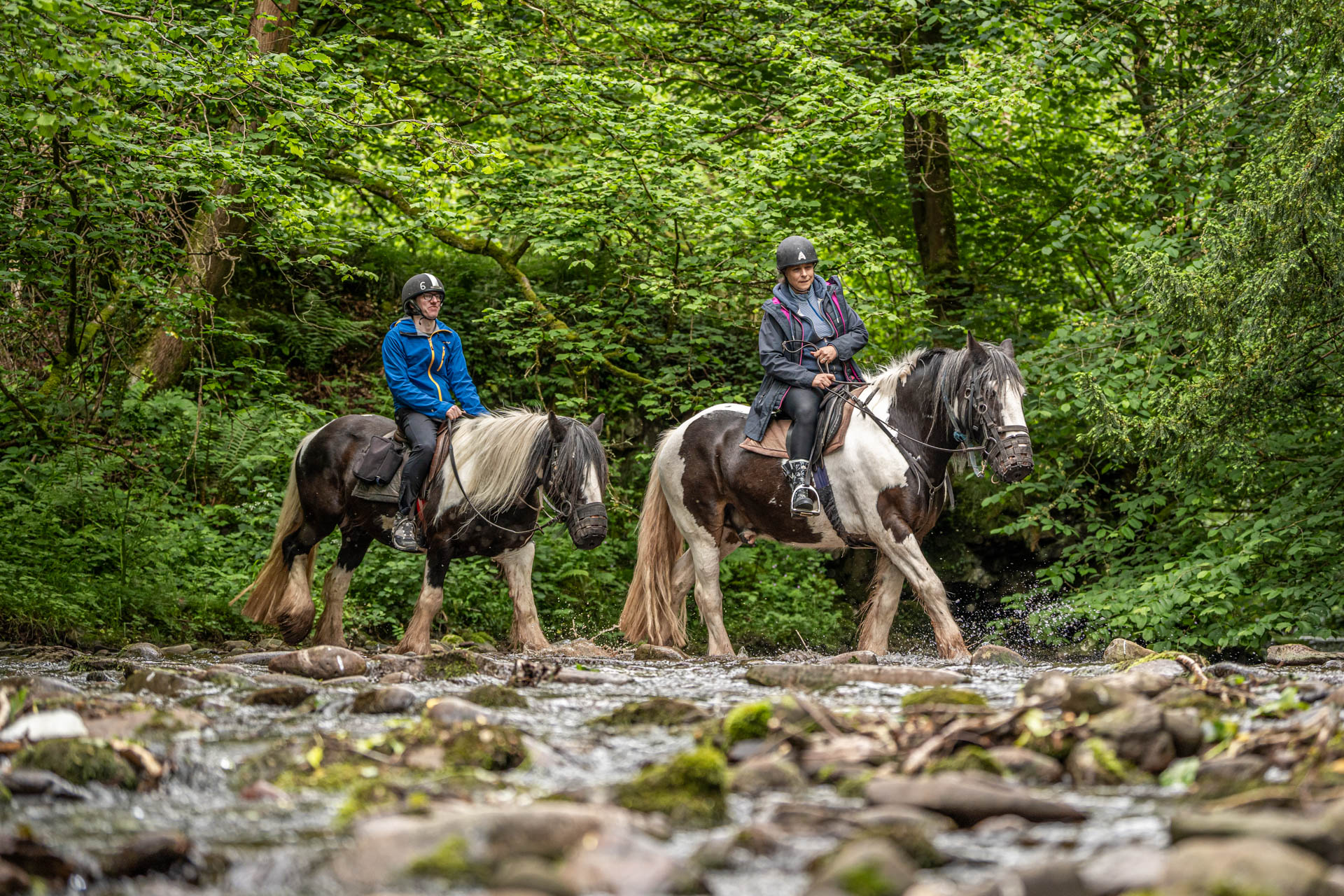 An image of two riders on horseback walking through a shallow stream, surrounded by greenery.