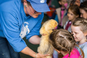 An image of a girl being instructed to sniff the specific smell of a male ferret, in a pet handling session at Cantref Adventure Farm.