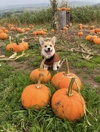 Cantref Adventure Farm Dogs Welcome Too Pumpkin Patch