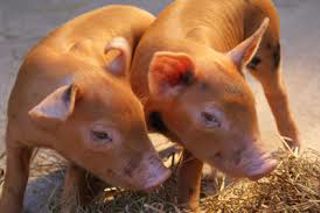 Tamworth Piglet 2