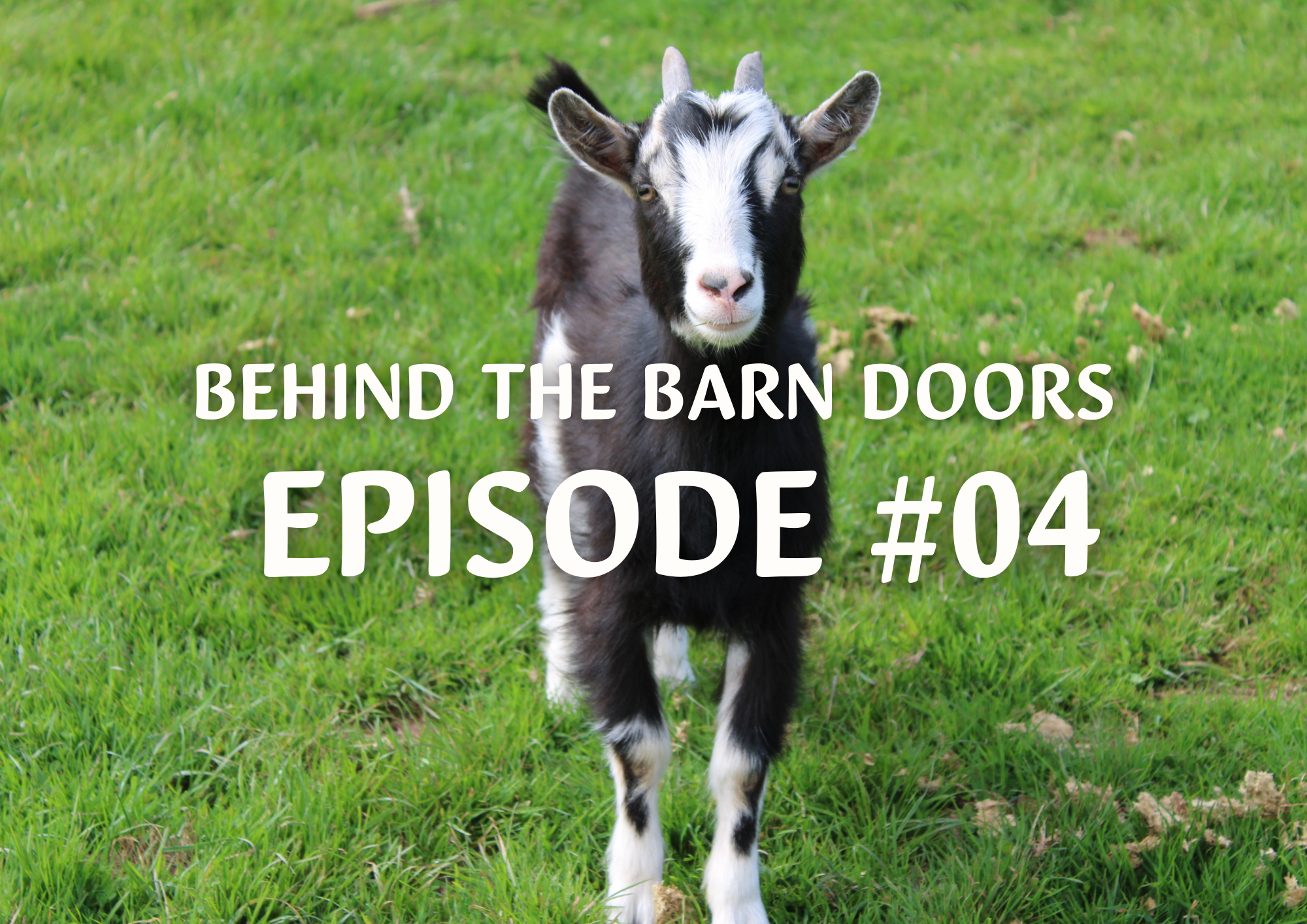 Behind The Barn Doors Cantref Epsiode 4