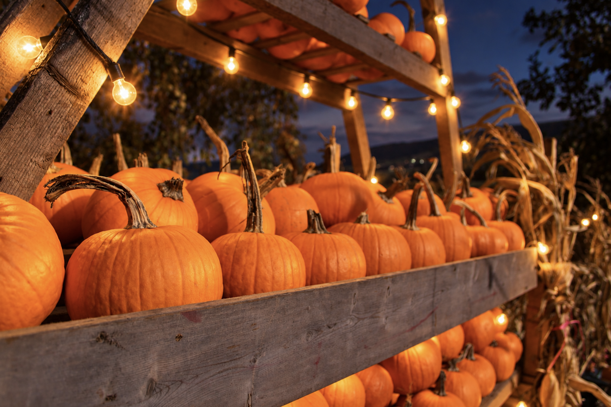 Cantref, Pumpkin Nights