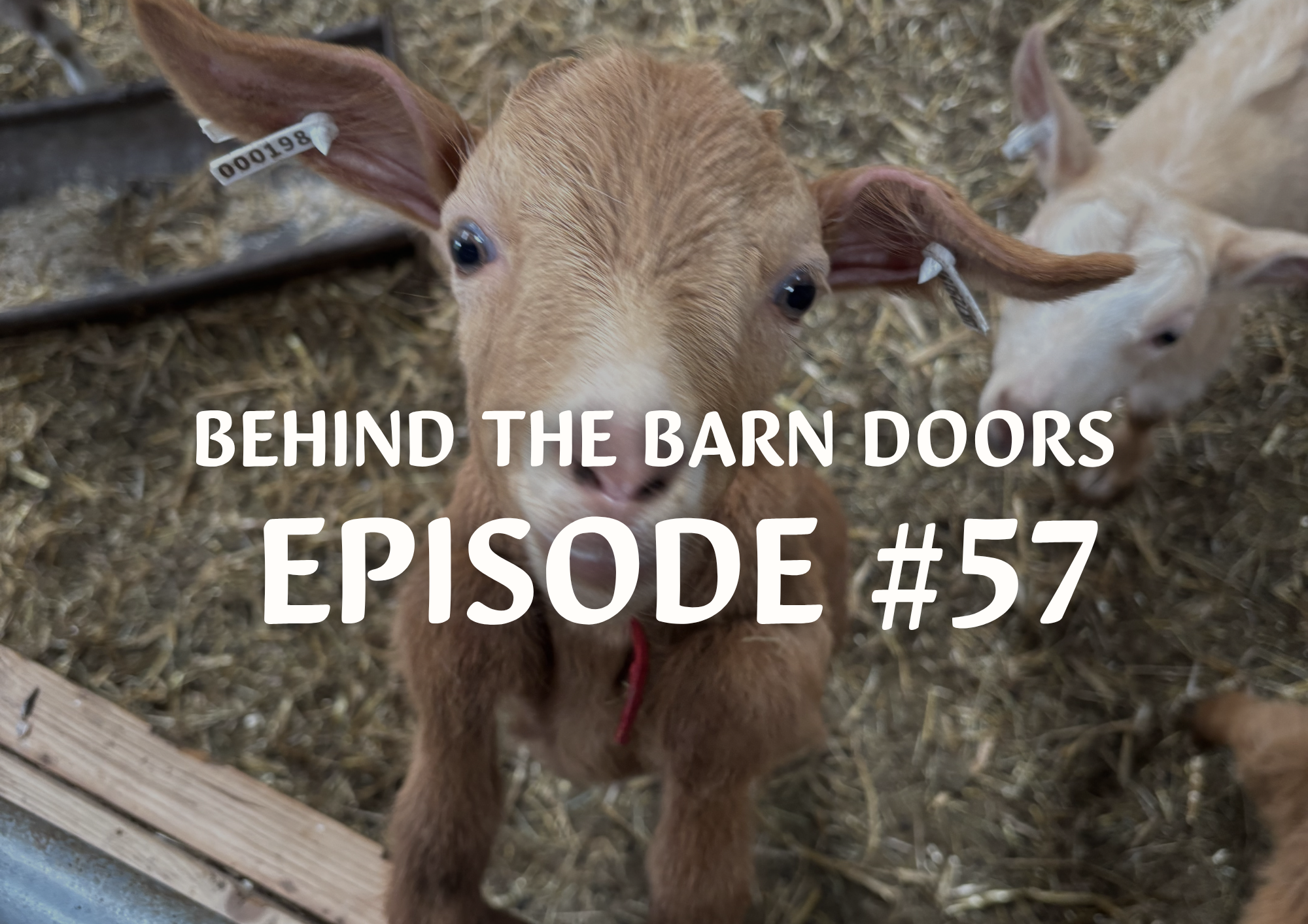 Website Behind The Barn Door Blog (33)